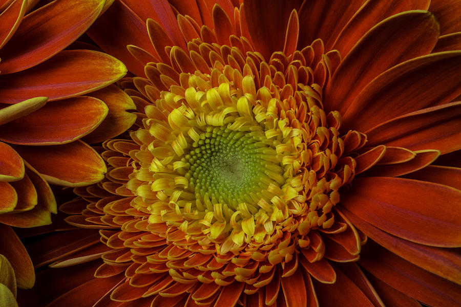 Daisy Photograph - Close Up Yellow Red Mum by Garry Gay
