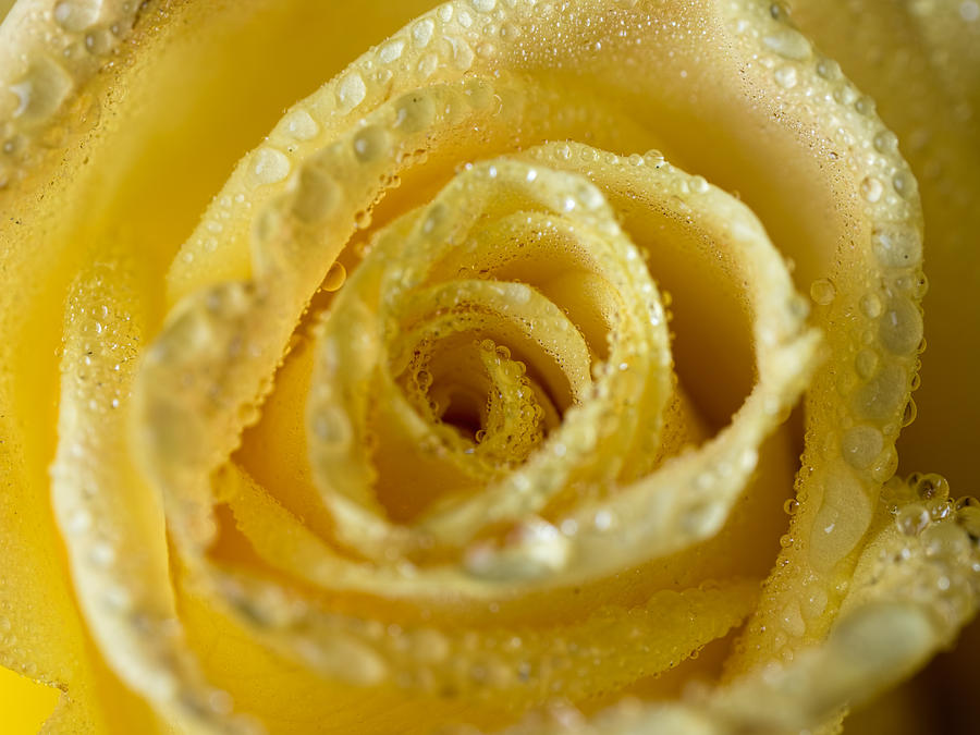 Close Up Yellow Rose Photograph by Brad Boland