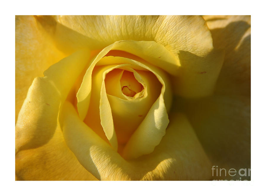 Close-Up Yellow Rose in Bloom Photograph by Stefano Senise