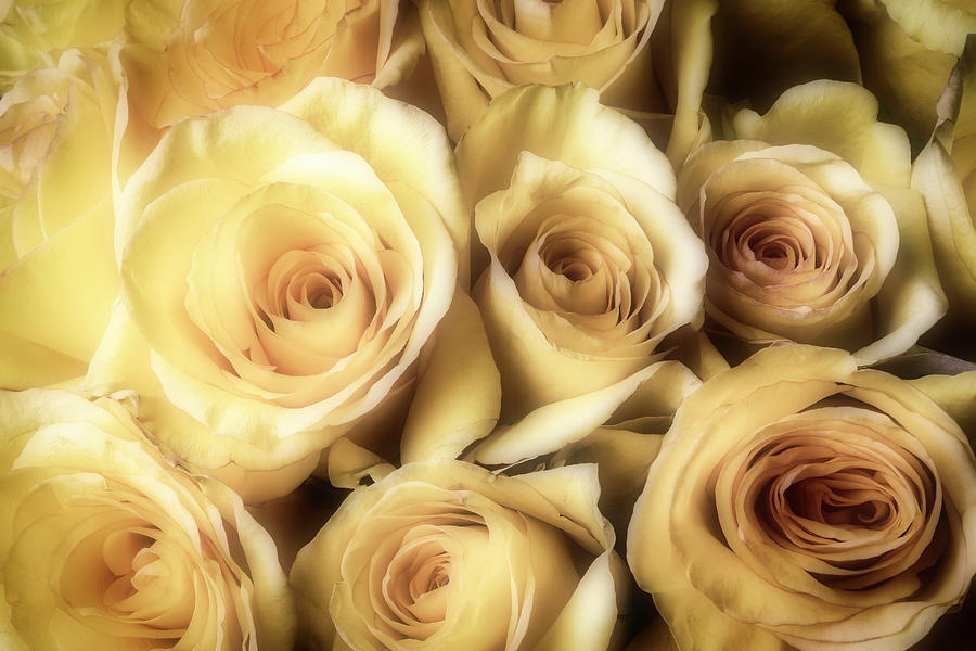 Close Up Yellow Roses Photograph by Garry Gay