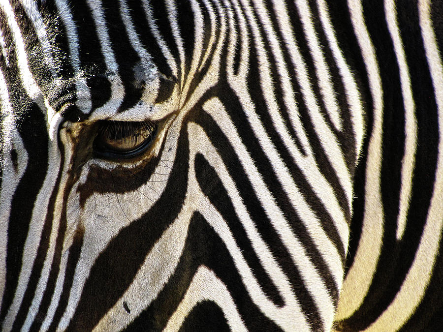 Close Up Zebra Photograph by Helaine Cummins