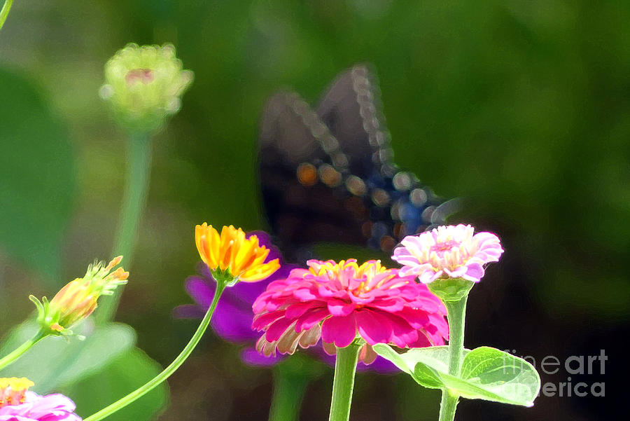 Close View of Butterfly in Movement Photograph by Amy Dundon