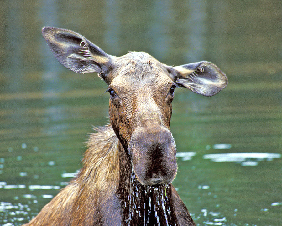 Close Wet Moose Photograph by Gary Beeler