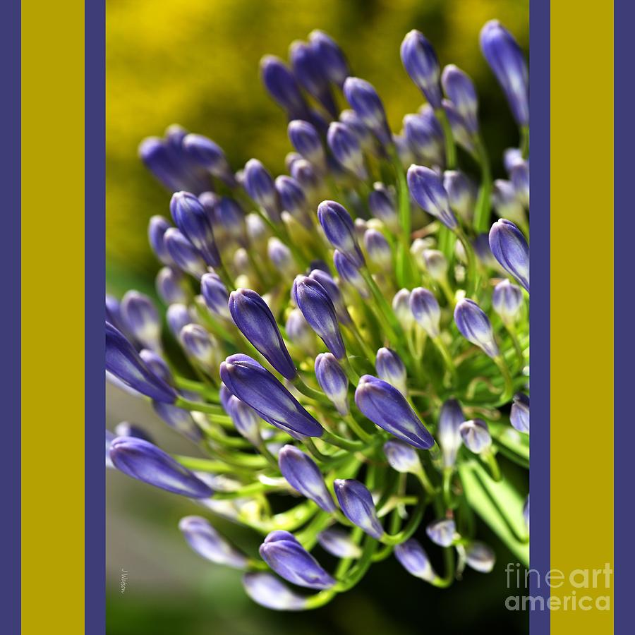 Nature Photograph - Close With Agapanthus Flower With Design by Joy Watson