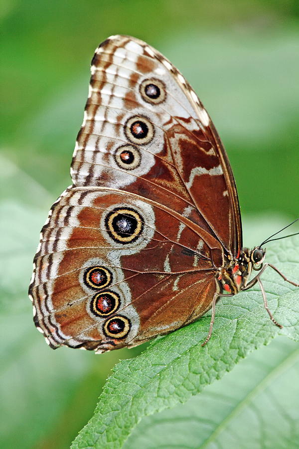 Closed Blue Morpho Butterfly by Daniel Caracappa