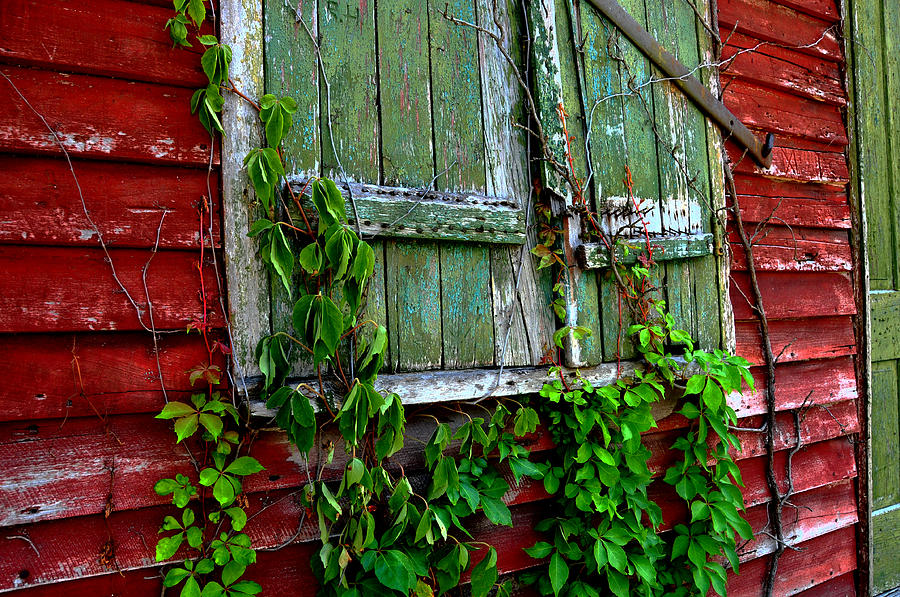 Vine Photograph - Closed For The Summer by Lyle  Huisken