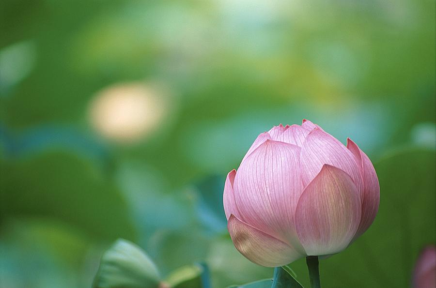 Closed Lotus by BS Garvin