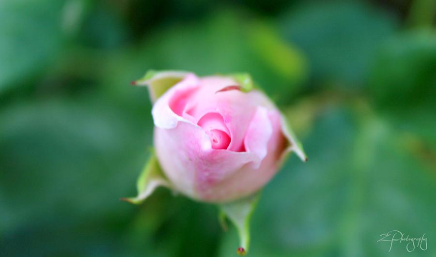 Nature Photograph - Closed rose by Z Photography
