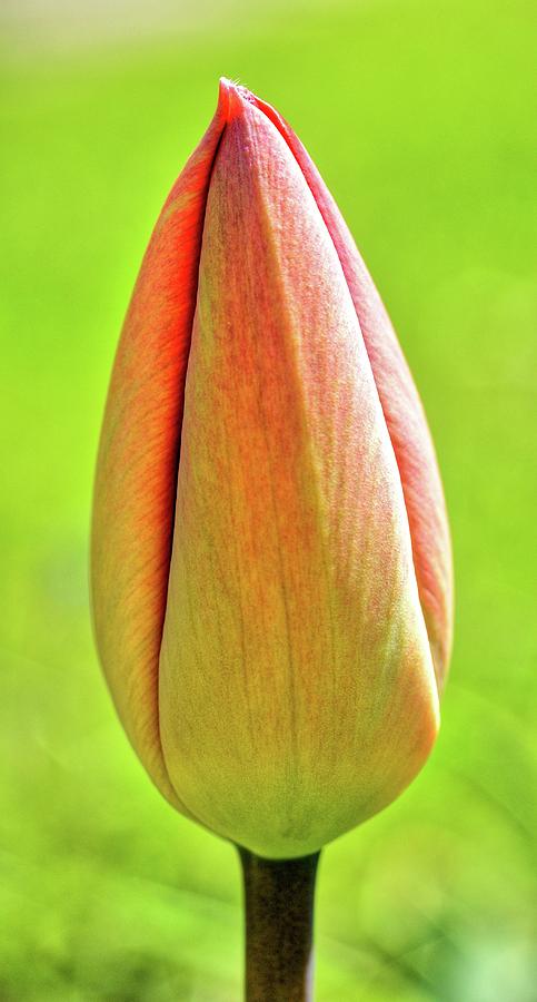 Closed tulip bud by Hamik ArtS