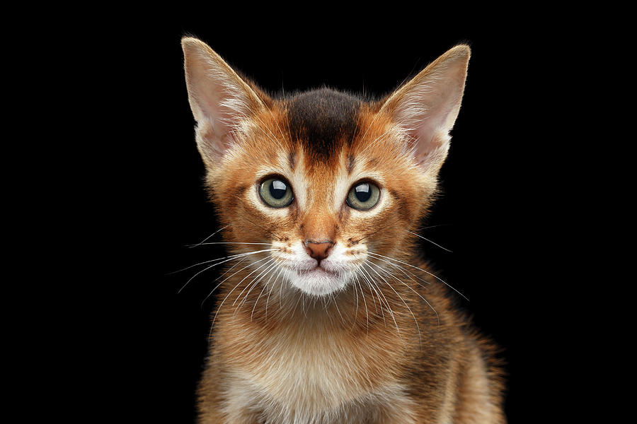 Animal Photograph - Closeup Abyssinian Kitty Curious Looking in Camera, Isolated Black Background by Sergey Taran