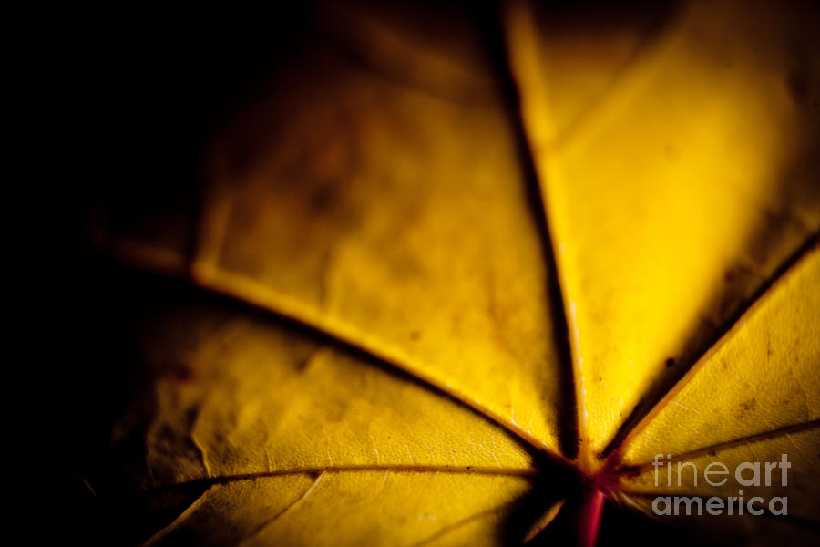 Closeup Autumn leaves Mapples Photograph by Raimond Klavins