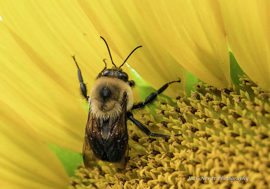 Closeup Bee On Flower Photograph by Jack Nevitt