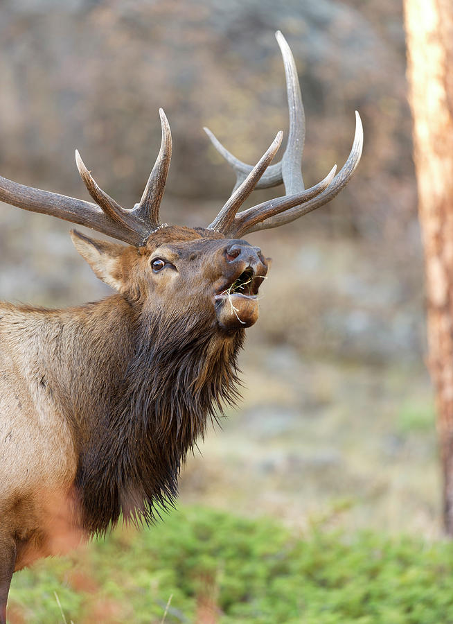 Closeup Bugling Bull Elk Photograph by Gary Langley