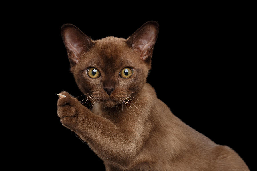 Closeup Burmese kitten showing claw on Raised paw, black Isolated  Photograph by Sergey Taran