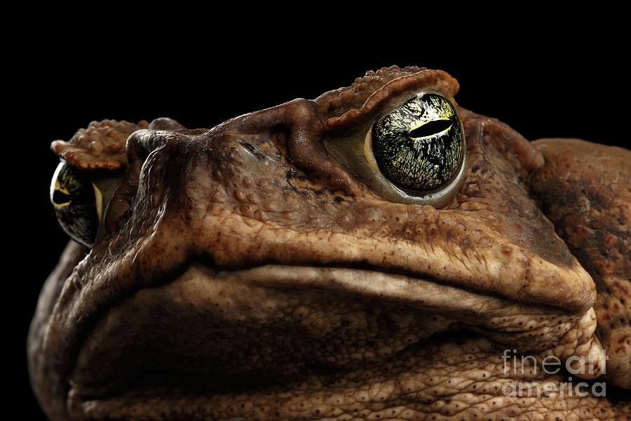 Nature Photograph - Closeup Cane Toad - Bufo marinus, giant neotropical or marine toad Isolated on Black Background by Sergey Taran
