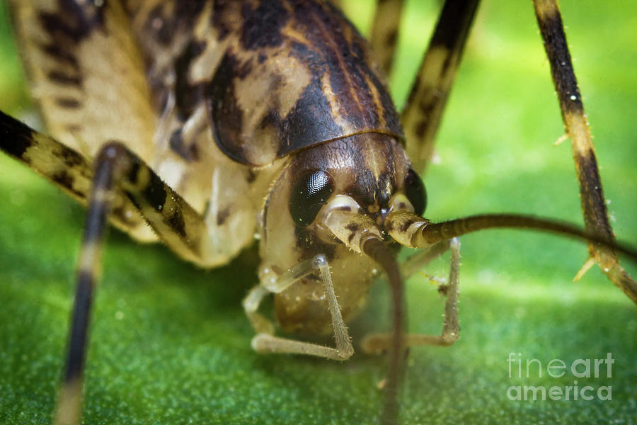 Closeup Cave Cricket Photograph by Ezume Images
