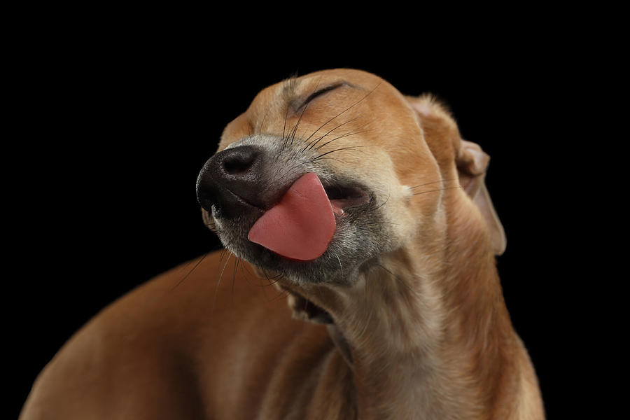 Dog Photograph - Closeup Cute Italian Greyhound Dog Licked with pleasure isolated Black by Sergey Taran