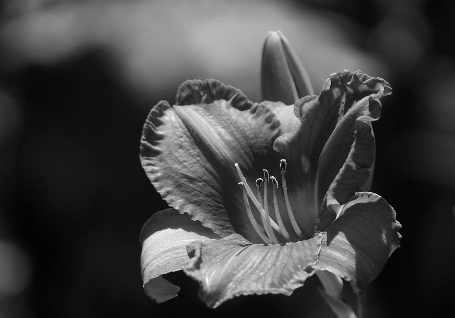 Closeup Daylily in Black and White Photograph by Colleen Cornelius