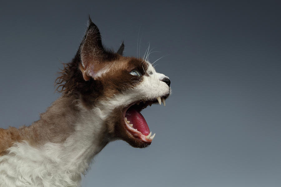 Animal Photograph - Closeup Devon Rex hisses in Profile view on Gray  by Sergey Taran