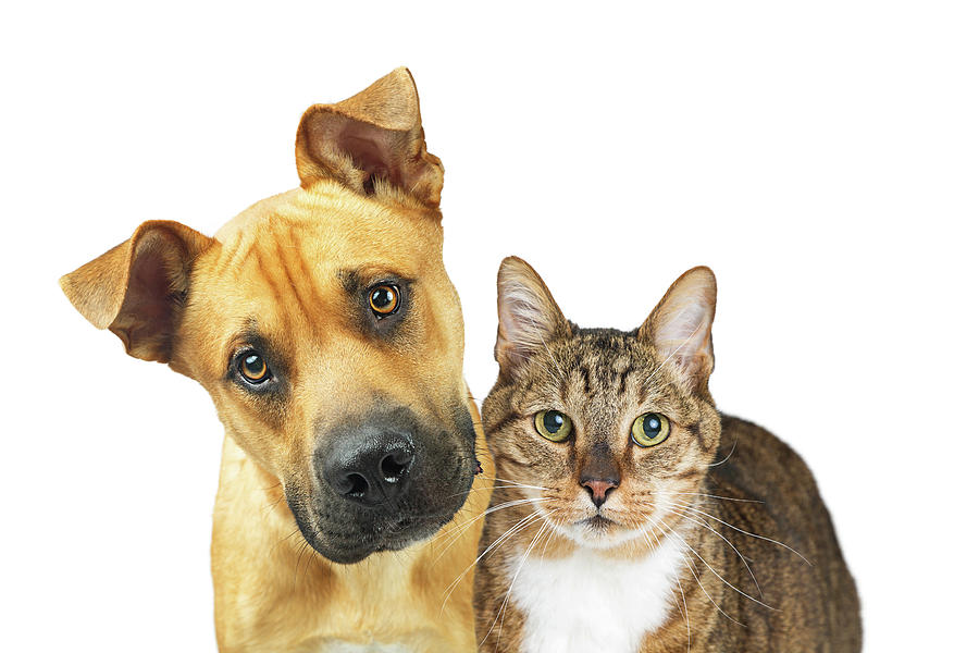Cat Photograph - Closeup Dog and Cat Looking At Camera by Good Focused