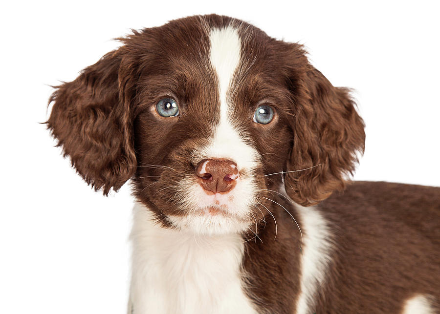 Closeup English Springer Spaniel Puppy Photograph by Good Focused