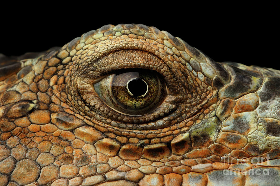 Nature Photograph - Closeup Eye of Green Iguana, Looks like a Dragon by Sergey Taran