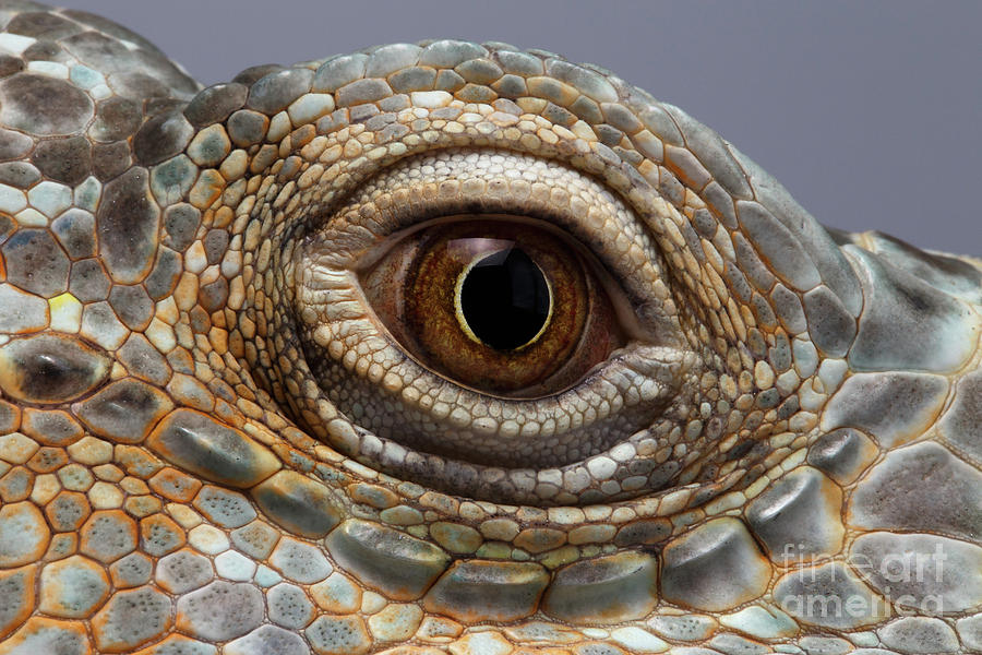 Iguana Photograph - Closeup Eye of Green Iguana by Sergey Taran