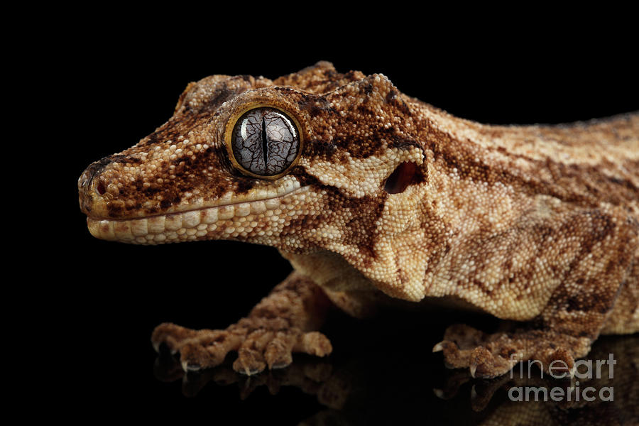 Wildlife Photograph - Closeup Gargoyle Gecko, Rhacodactylus auriculatus in profile, staring Isolated on black background.  by Sergey Taran