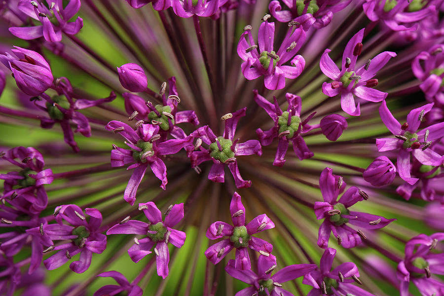 Onion Photograph - Closeup Giant Purple Allium Flower  by Sergey Taran