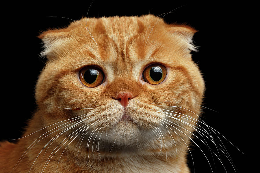 Cat Photograph - Closeup  Ginger Scottish Fold Cat Looking in camera isolated on Black  by Sergey Taran