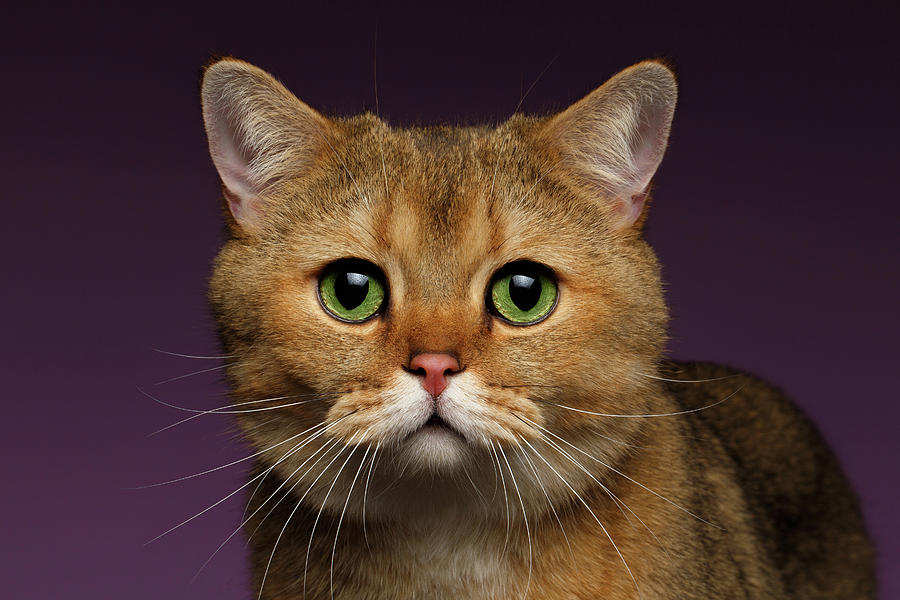 Closeup Golden British cat with  green eyes on purple  Photograph by Sergey Taran