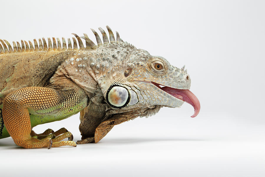 Dragon Photograph - Closeup Green Iguana showing Tongue on White by Sergey Taran