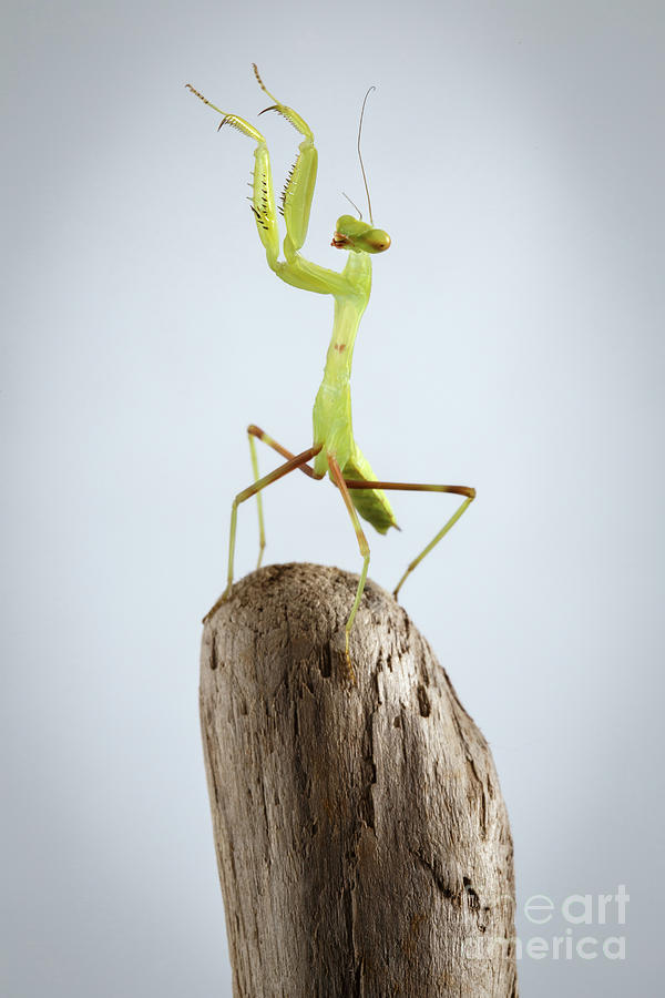Nature Photograph - Green Praying Mantis by Sergey Taran