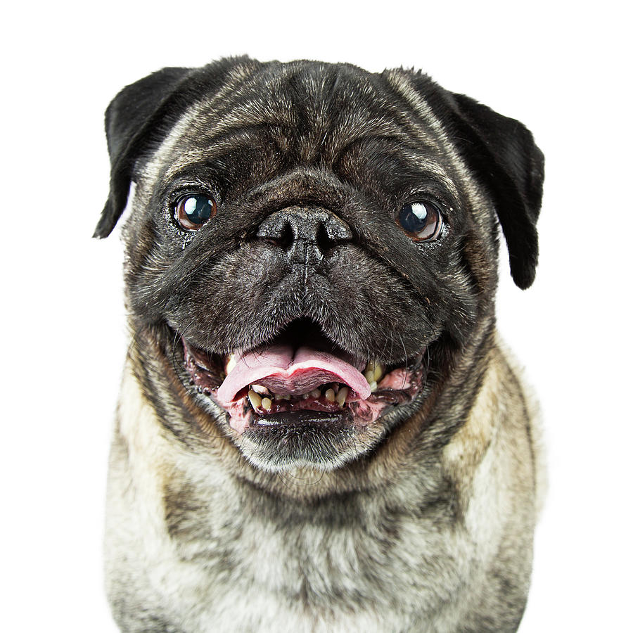 Animal Photograph - Closeup Happy Purebred Pug Dog by Susan Schmitz Animal Photograph - Closeup Happy Purebred Pug Dog by Susan Schmitz
