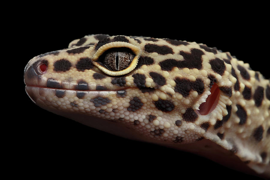 Leopard Photograph - Closeup head of Leopard Gecko Eublepharis macularius Isolated on Black Background by Sergey Taran