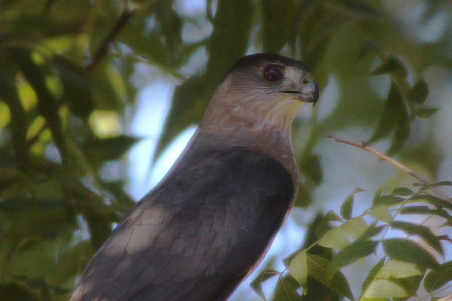 Closeup Headshot of Gray Peregrine Falcon Photograph by Colleen Cornelius