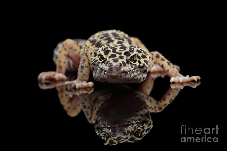 Closeup Leopard Gecko Eublepharis macularius Isolated on Black Background, front view Photograph by Sergey Taran