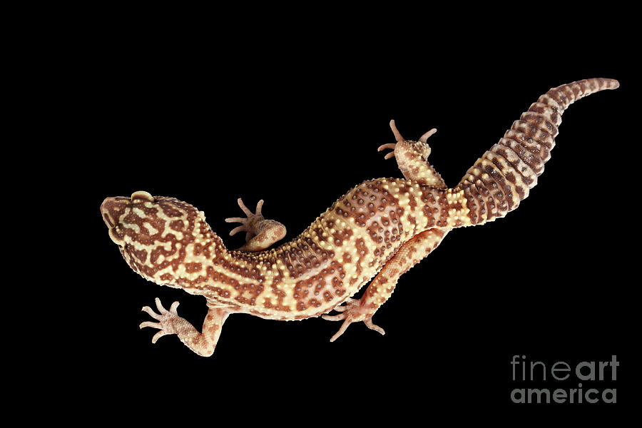 Closeup Leopard Gecko Eublepharis macularius Isolated on Black Background Photograph by Sergey Taran