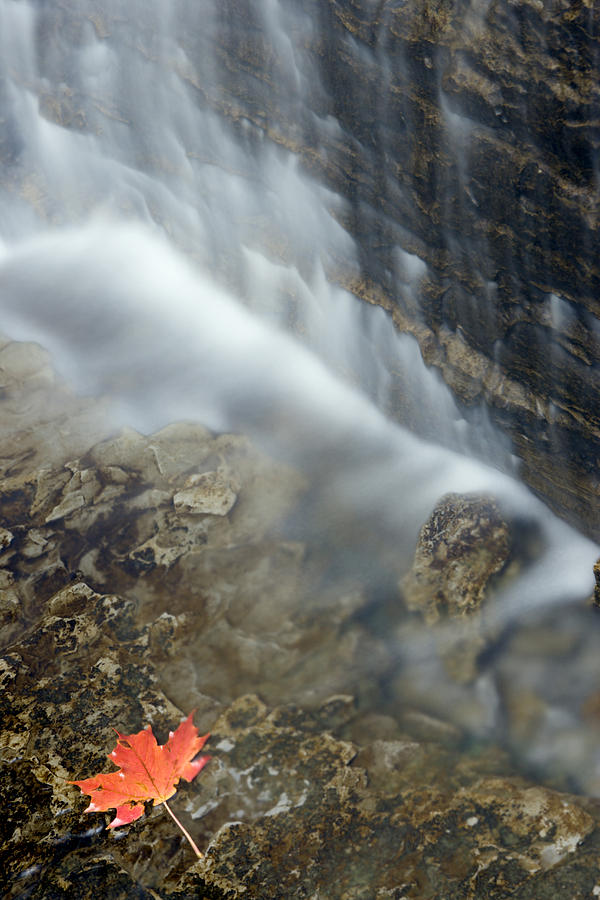 Nature Photograph - Closeup Maple Leaf And Decew Falls, St by Darwin Wiggett