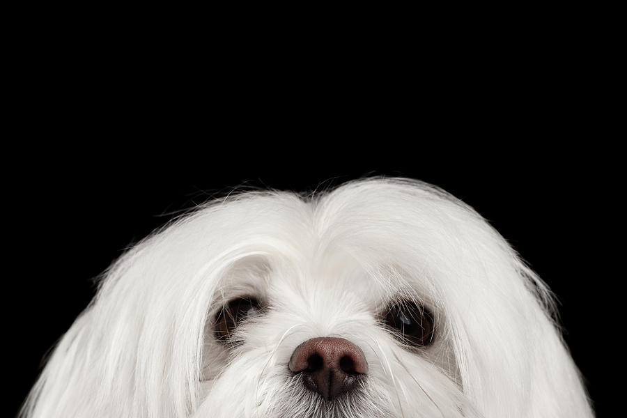 Maltese Photograph - Closeup Nosey White Maltese Dog Looking in Camera isolated on Black background by Sergey Taran