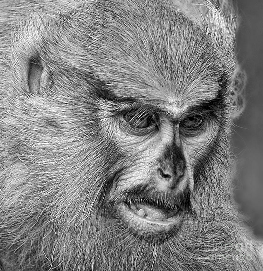 Closeup of a Baby Patas Monkey Photograph by Jim Fitzpatrick