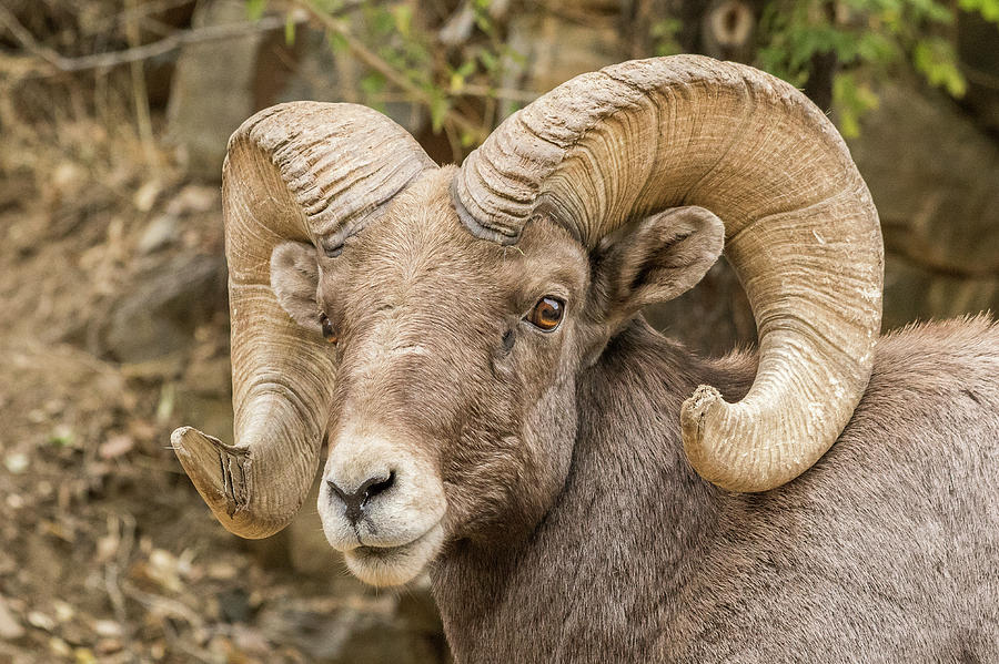 Closeup of a Bighorn Sheep Ram Photograph by Tony Hake