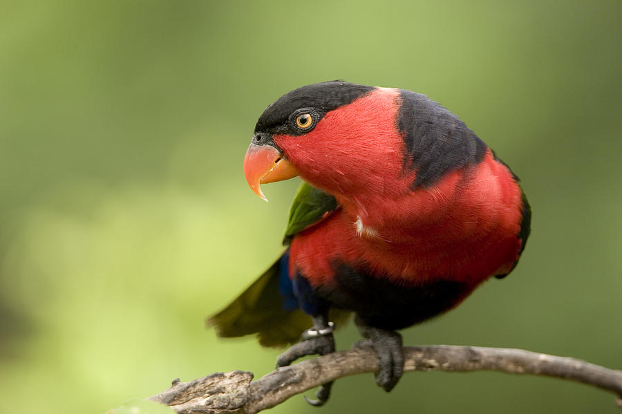 Closeup Of A Black-capped Lory Lorius Photograph by Tim Laman