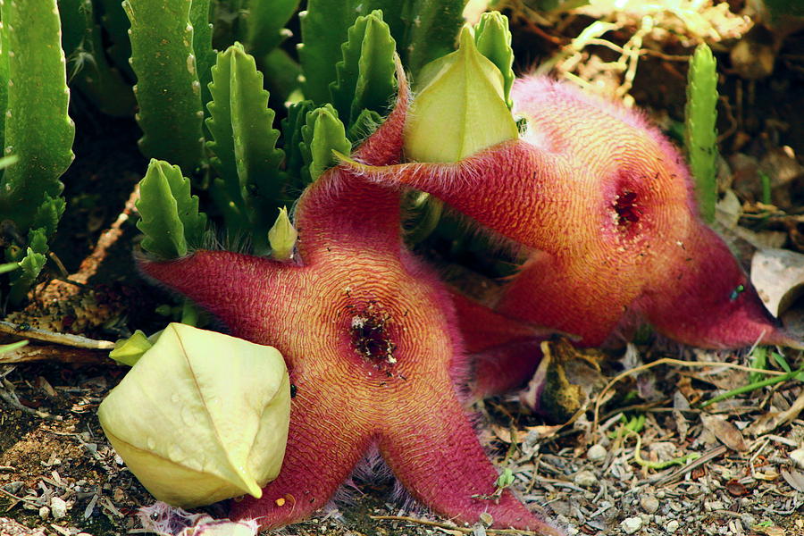 Desert Photograph - Closeup of a Desert Starfish by Colleen Cornelius