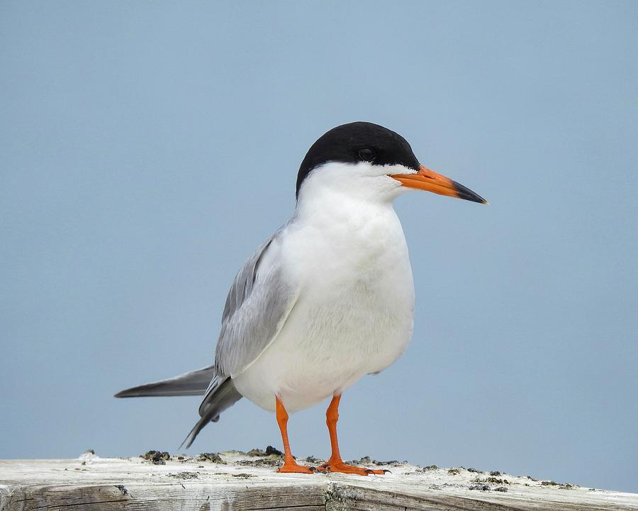 Closeup Of A Forsters Tern Photograph By Marge Sudol Fine Art America 6887