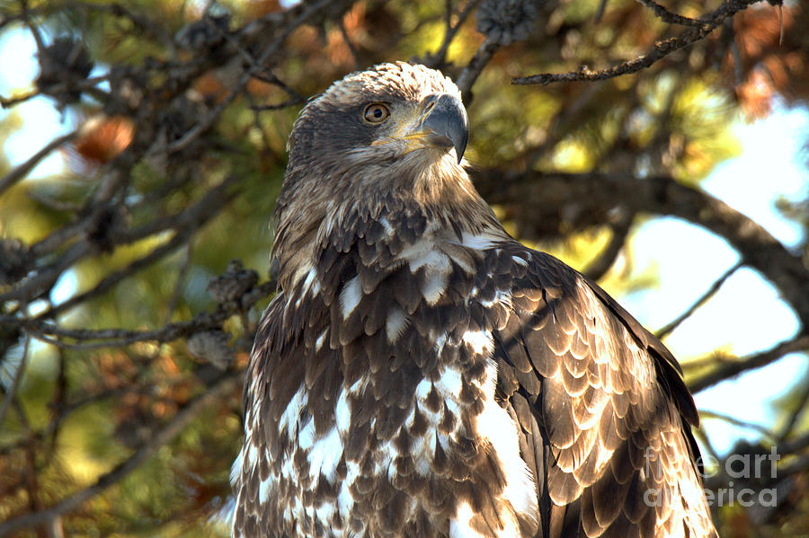 Closeup Of A Golden Eagle Photograph by Adam Jewell