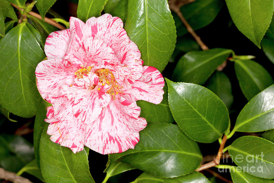 Closeup of a Japanese Camellia - Dahlohnega - Camellia japonica Photograph by Anthony Totah