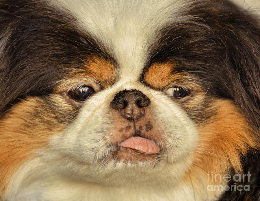 Closeup of a Japanese Chin Dog with her tongue sticking out II Photograph by Jim Fitzpatrick