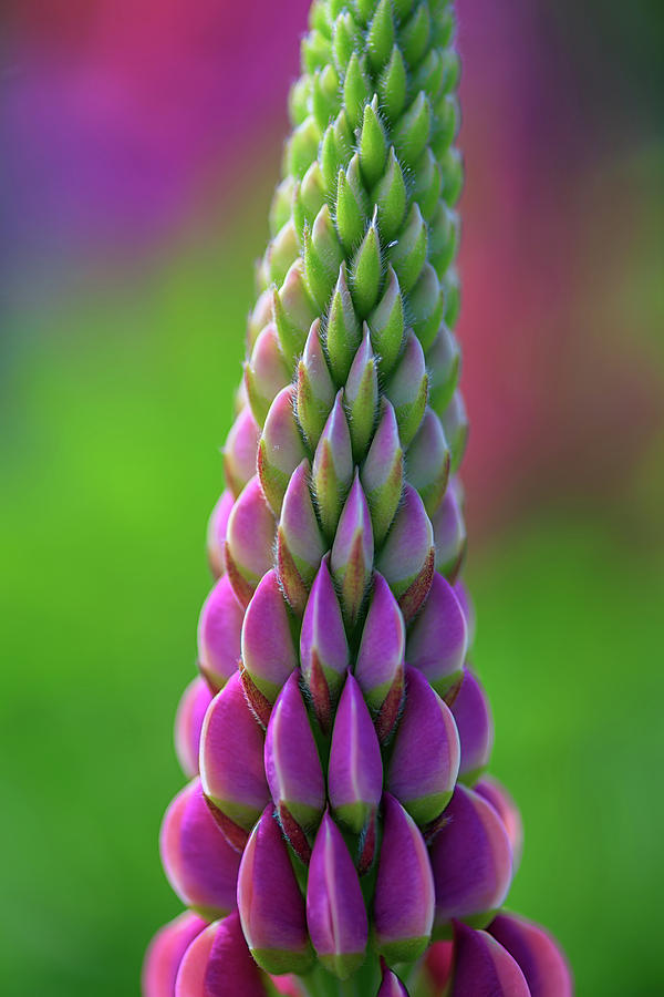 Flowers Still Life Photograph - Closeup of a Pink Lupine by Rick Berk
