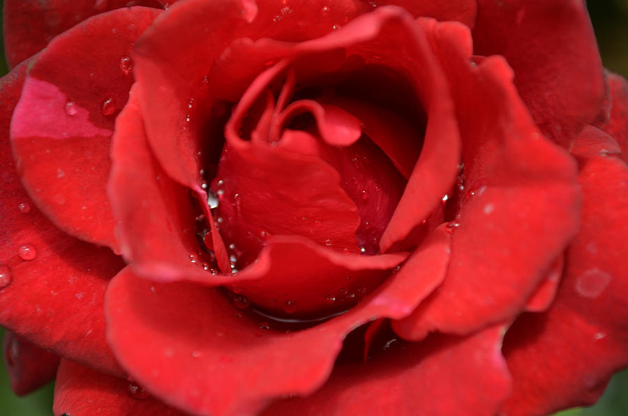 Nature Photograph - Closeup of a Red Rose by Raghavendra N